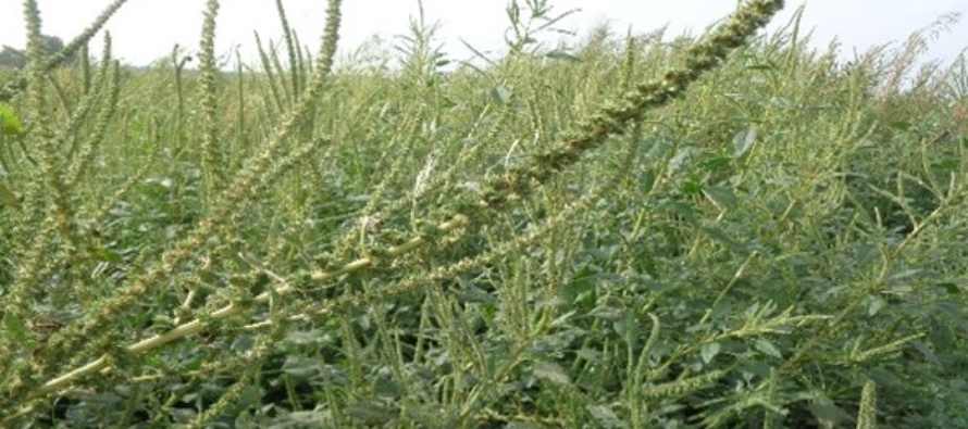 Palmer amaranth