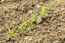 Grain Sorghum Planting and Early Management Recommendations