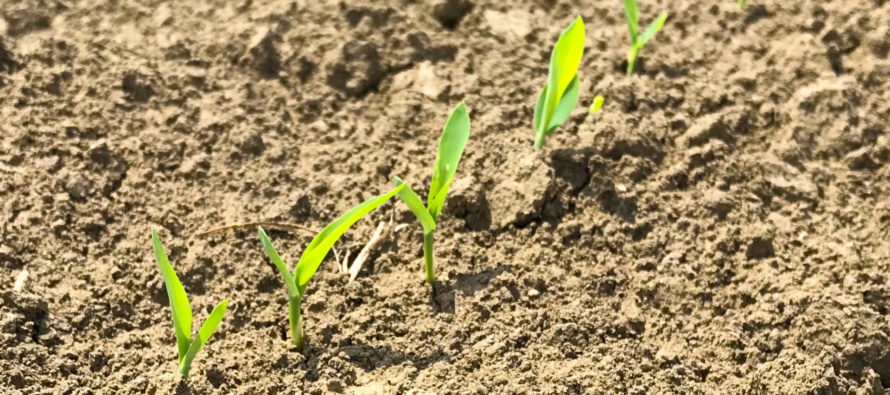 Grain Sorghum Planting and Early Management Recommendations