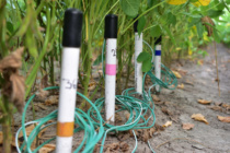 How to Determine Where to Install Soil Moisture Sensors