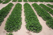 Early Season Insect Management Considerations in Peanuts