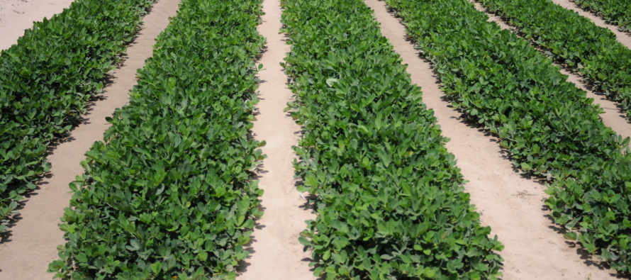 Early Season Insect Management Considerations in Peanuts