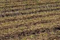 Soil Carbon Market Questions