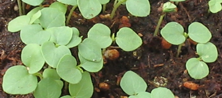Velvetleaf