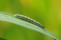 Alert: Poor Control of Fall Armyworm Across the State – Soybean and Rice
