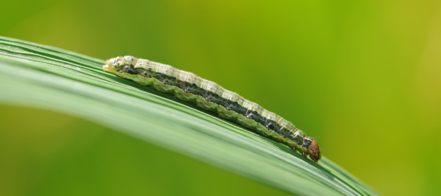 Alert: Poor Control of Fall Armyworm Across the State – Soybean and Rice