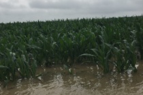 Crop Replanting Options after the Flood (Podcast)
