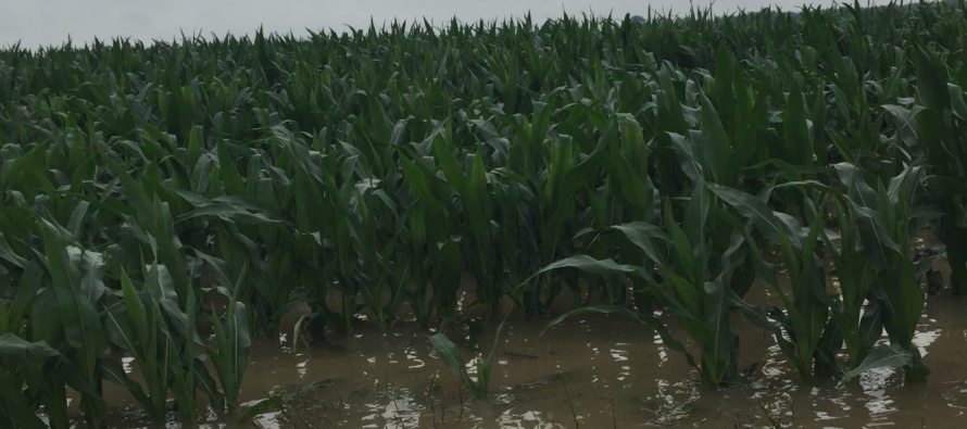 Crop Replanting Options after the Flood (Podcast)