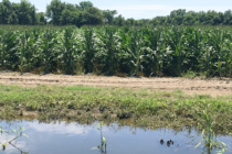 Estimating Nitrogen Loss in Corn from the June Flood