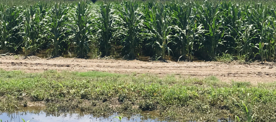 Estimating Nitrogen Loss in Corn from the June Flood