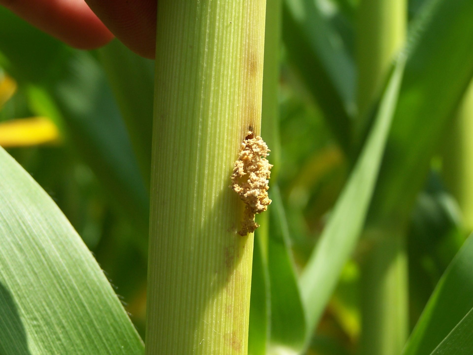 corn borer 1 Mississippi Crop Situation