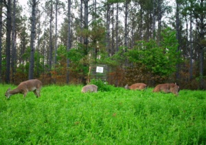 Deer enjoying a food plot, Photo courtesy of Dr. Bronson Strickland