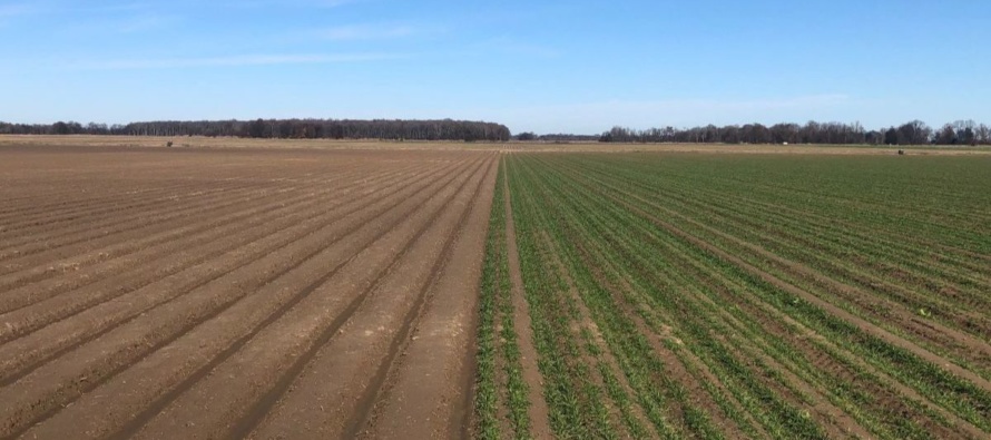 Lessons learned from on-farm cover crop trials & strategies for planning fall stewardship