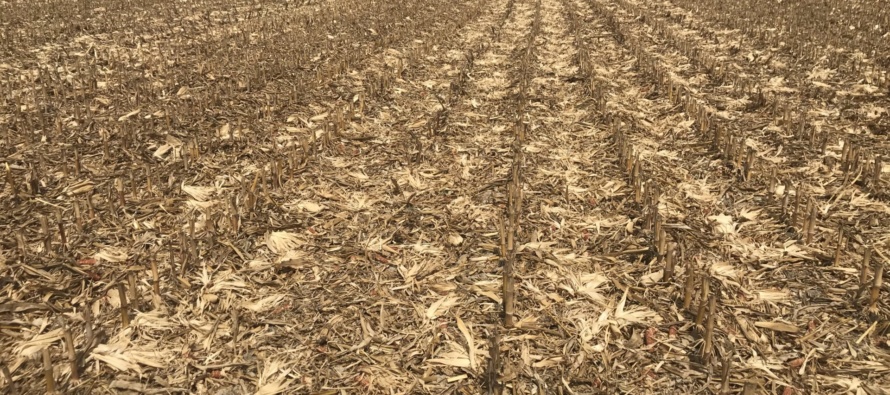 Burning Stalks – What does it Really Cost?