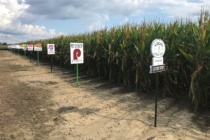 2021 Yield Summaries from the MSU Corn Hybrid Demonstration Program
