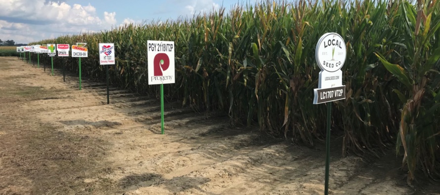 2021 Yield Summaries from the MSU Corn Hybrid Demonstration Program