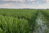 2021 Delta Area Rice Meeting Scheduled for November 17, 2021