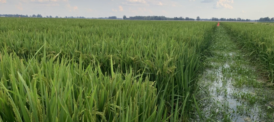 2021 Delta Area Rice Meeting Scheduled for November 17, 2021