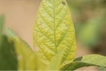 Soybean Variety Tolerance to Iron Chlorosis Field Day