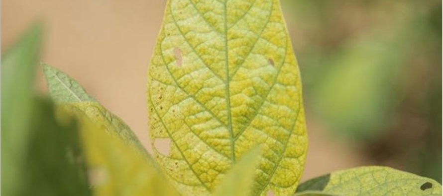 Soybean Variety Tolerance to Iron Chlorosis Field Day