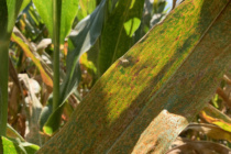 2021 MSU Corn Hybrid Trial Disease Evaluations – Non-irrigated Locations