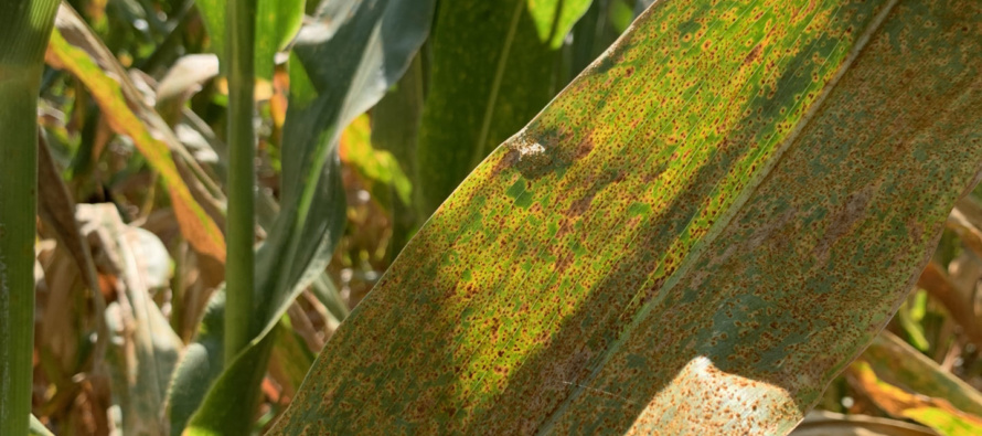 2021 MSU Corn Hybrid Trial Disease Evaluations – Irrigated Locations