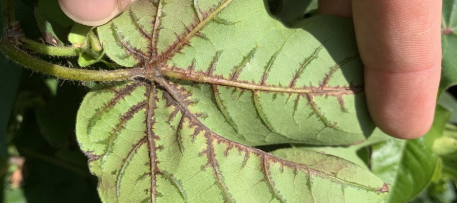 2021: Response of Cotton Varieties to Inoculation with Xanthomonas citri pv. malvacearum, the Causal Organism of Bacterial Blight