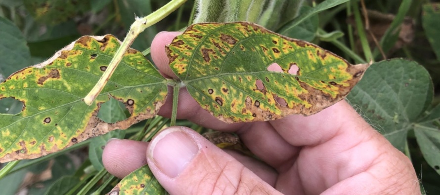 2021 Soybean Stem Canker Inoculated Variety Trial Evaluations