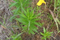 Horseweed