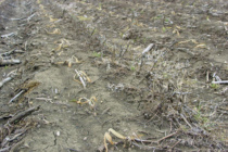 Early Corn Planting and Issues with Cold Temperatures