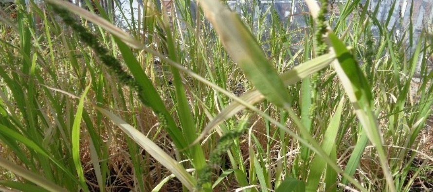 Barnyardgrass
