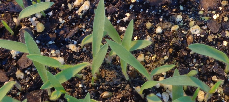 Broadleaf signalgrass