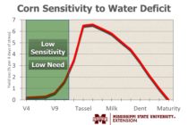 When should we Start Irrigating Corn to Enhance Yield Potential?