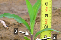 How to Determine Corn Vegetative Growth Stages