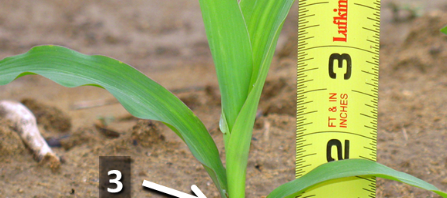 How to Determine Corn Vegetative Growth Stages