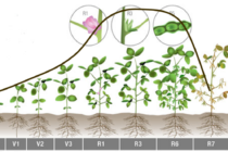 When to Begin Irrigation in Soybean