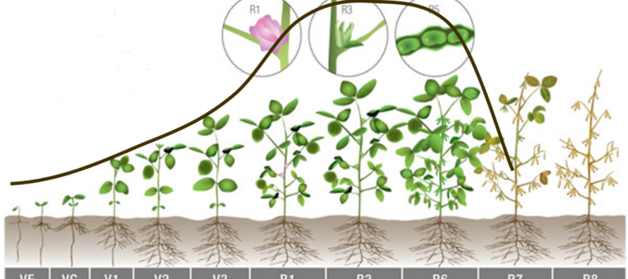 Soybean Irrigation Initiation