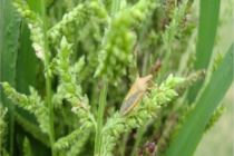 Rice Stink Bug – Endigo ZCX Section 18 in Rice