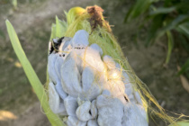 Corn Disease Update: Week Ending July 16, 2022