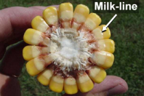 When to terminate irrigation in corn