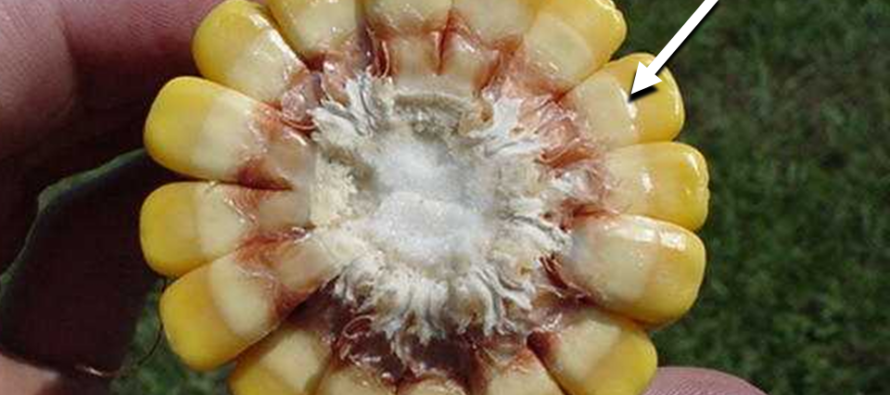 When to Terminate Irrigation in Corn