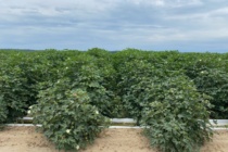 2022 Midsouth Cotton Defoliation Guide