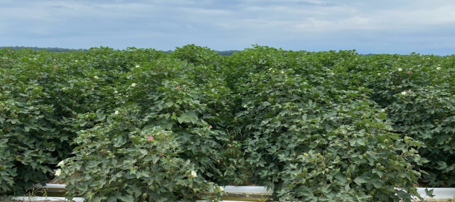 2022 Midsouth Cotton Defoliation Guide