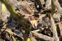 Soybean Harvest Aid Considerations