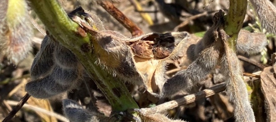 Soybean Harvest Aid Considerations