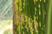 2022 MSU Corn Hybrid Trial Disease Evaluations – Non-irrigated Locations