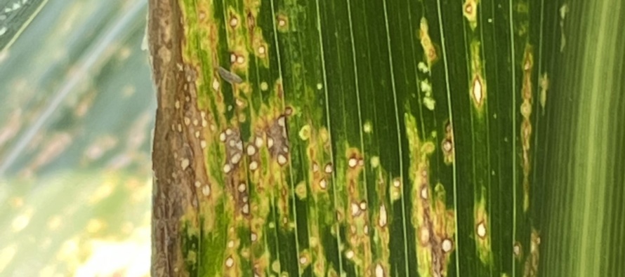 2022 MSU Corn Hybrid Trial Disease Evaluations – Non-irrigated Locations