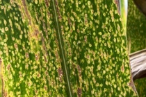 2022 MSU Corn Hybrid Trial Disease Evaluations – Irrigated Locations