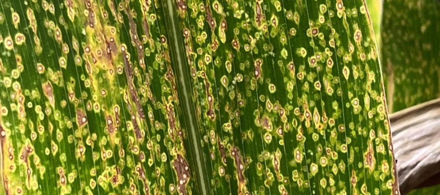 2022 MSU Corn Hybrid Trial Disease Evaluations – Irrigated Locations