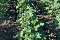 2022 Mississippi Cotton Official Small Plot Variety Trials